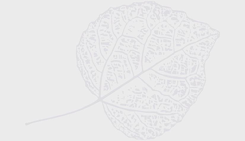 Delicate leaf silhouette with intricate details.